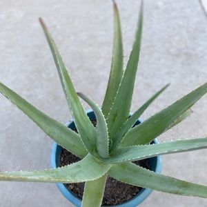 Live Aloe Vera Succulent Plant!